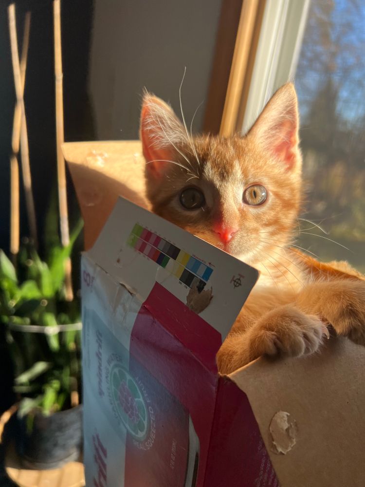 An orange kitten popping his head out of a box 