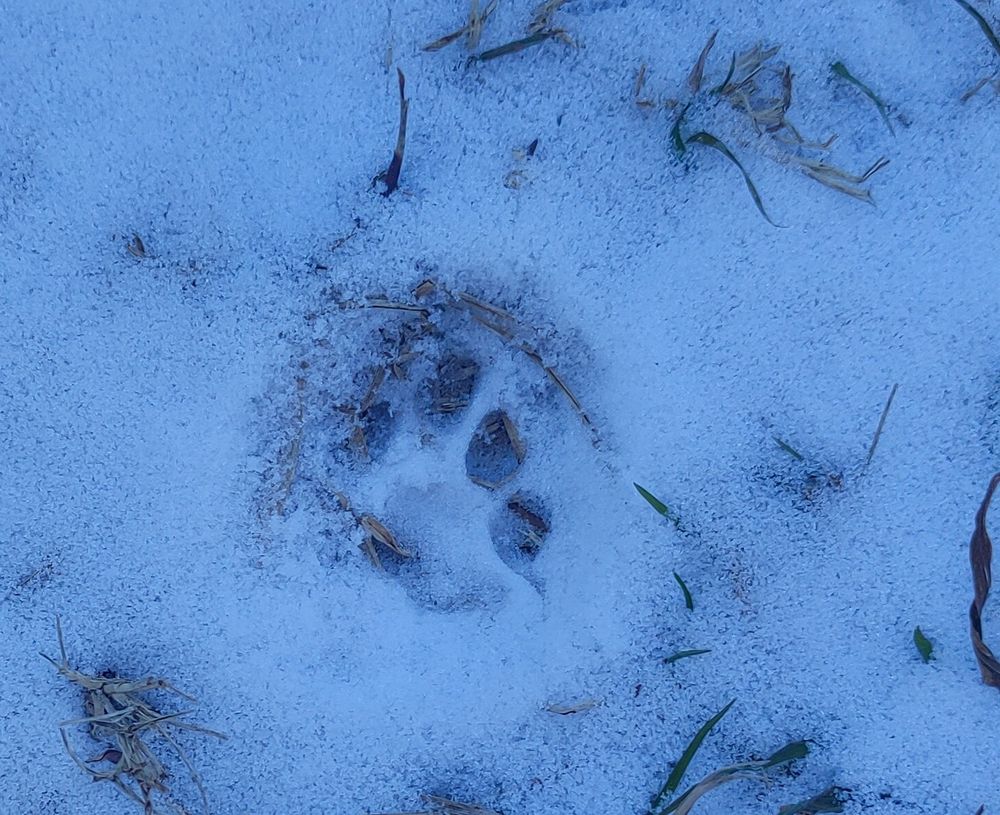 Poundcake's footprint in the snow.