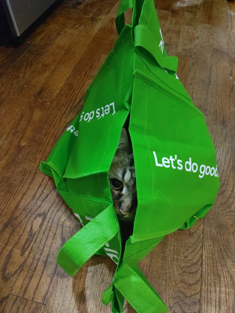 Poundcake the Maine coon cat hiding in a green shopping bag.