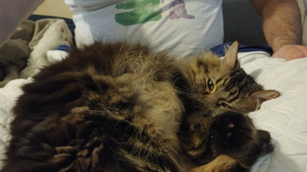 Poundcake the cat using the crushing weight of her cat gravity to keep me stuck in place, not doing useful things.