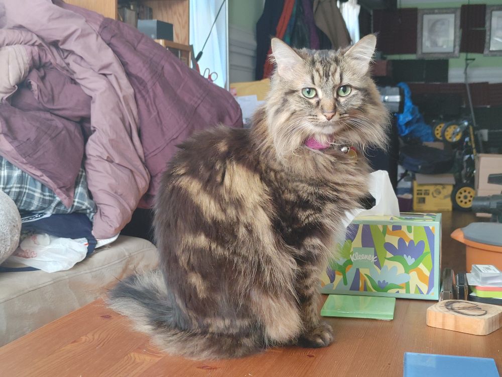 Poundcake looking prim and proper after her outdoor adventure.