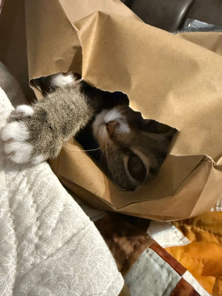A gray tabby cat peeking out of a ripped brown paper bag. 