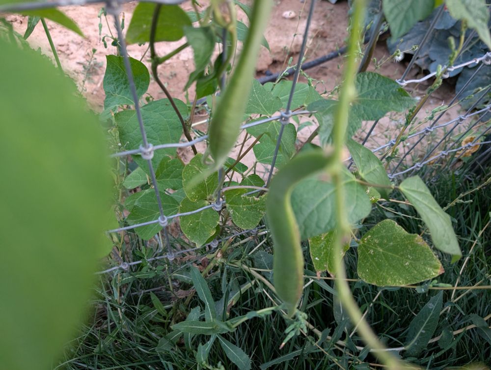 A closeup of beans forming in pods too big to consider tender. Pods are about 6 inches long and half an inch wide.