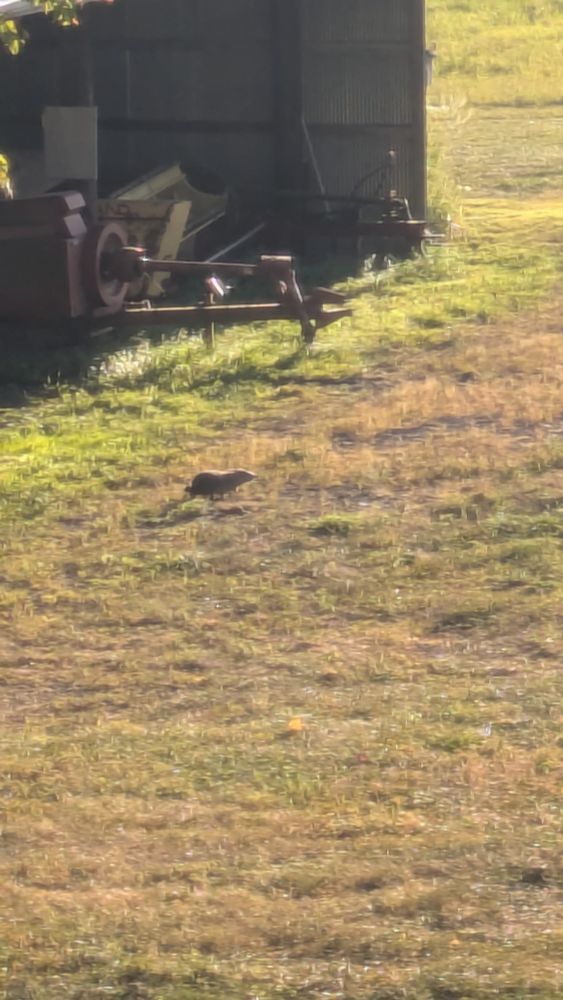A groundhog near sunset in a patch of grass next to a shed w farm machinery