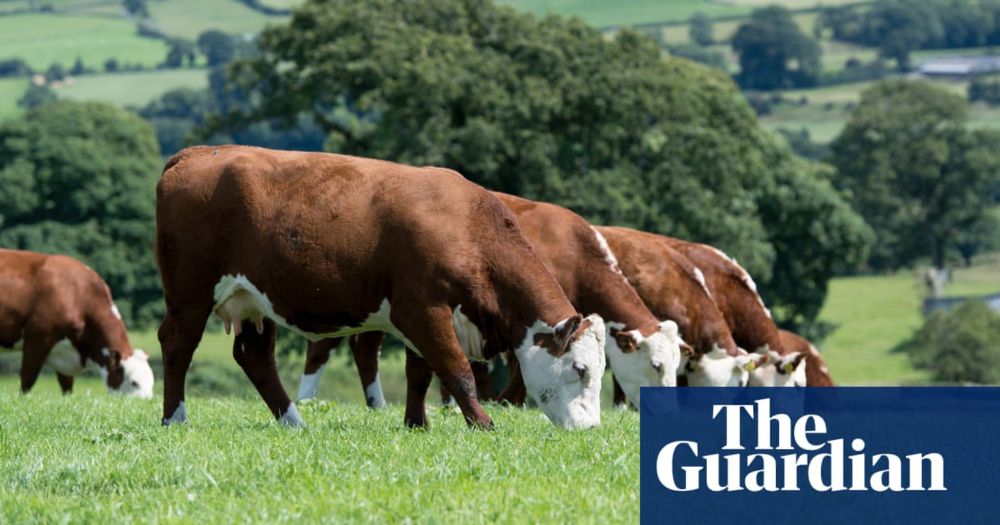 Scientists criticise UN agency’s failure to withdraw livestock emissions report