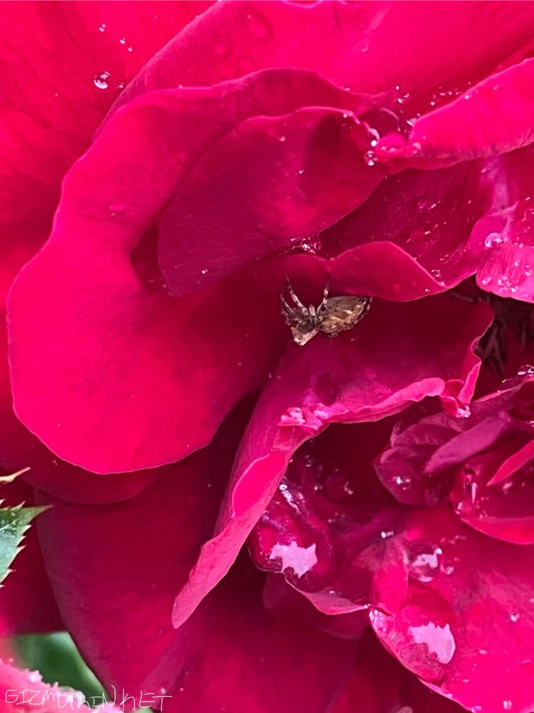 A yellow and brown spider between some wet red rose petals