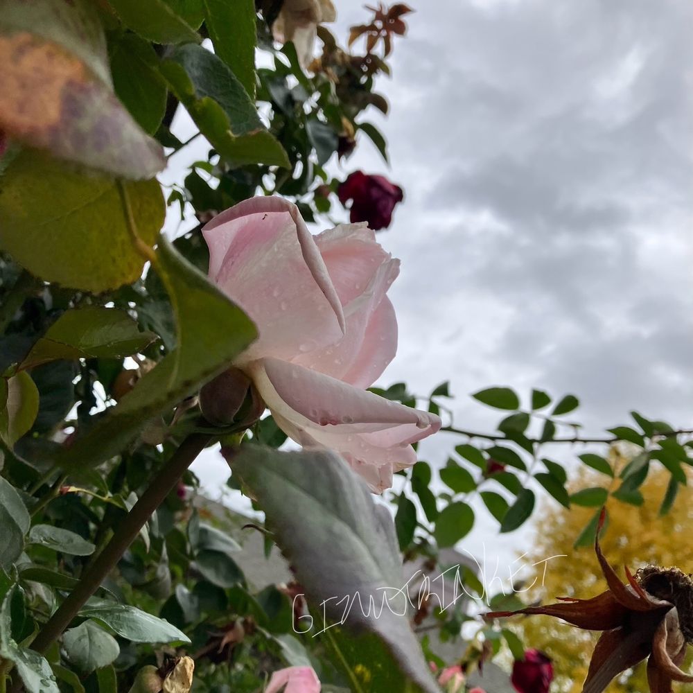An upward look at a pink rose with water drops. There are green leaves and other roses around. The sky is gray and cloudy in the background 