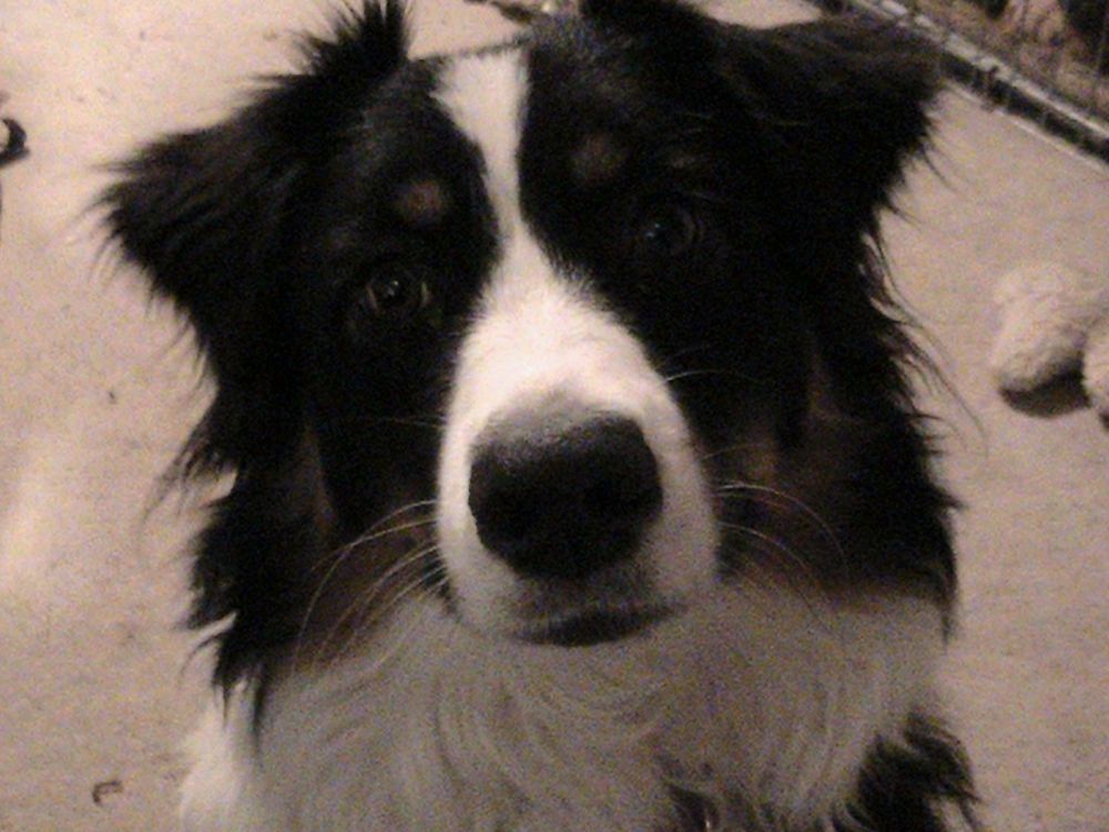 A pretty black tri colored Australian Shepherd looks inquisitively at the camera. Almost like she's asking how you are!