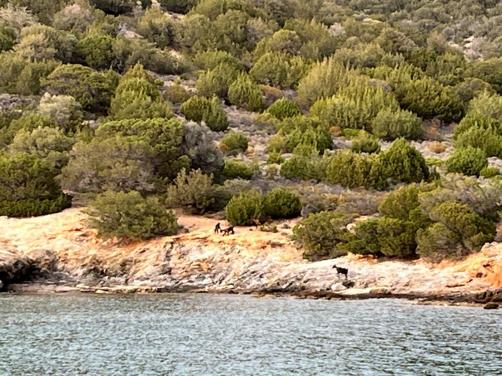 Goats on rocks just above the water.