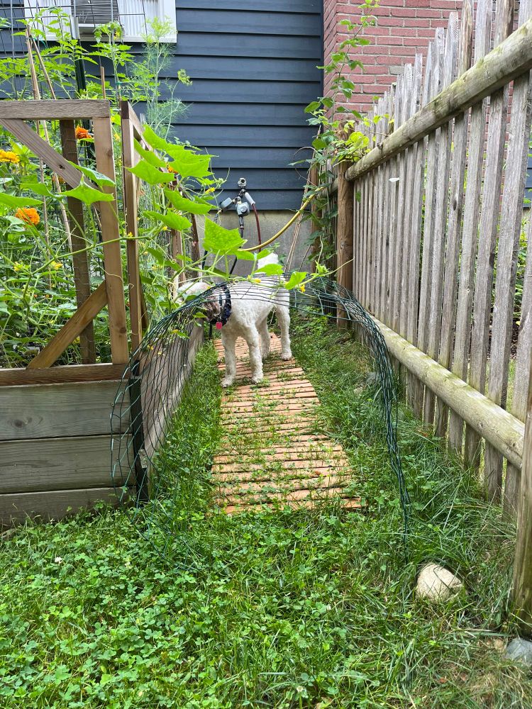 Mavis the labradoodle sniffs along a fence into a raised garden bed