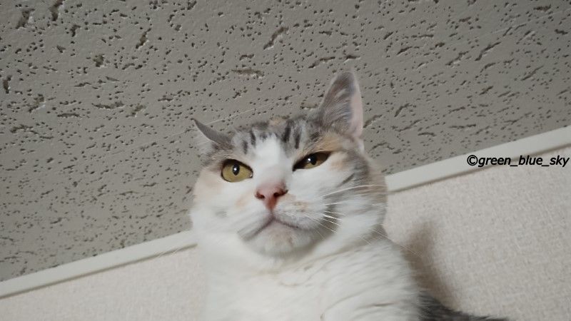 何か一言を言っていそうなミッキーの表情