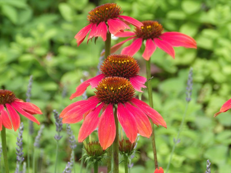 ムラサキバレンギク