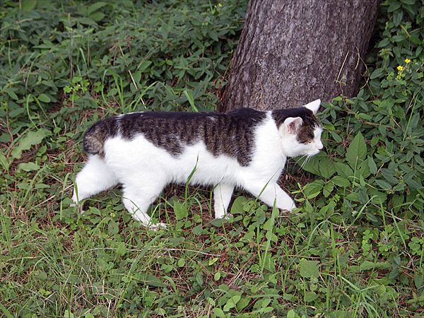 外猫さん