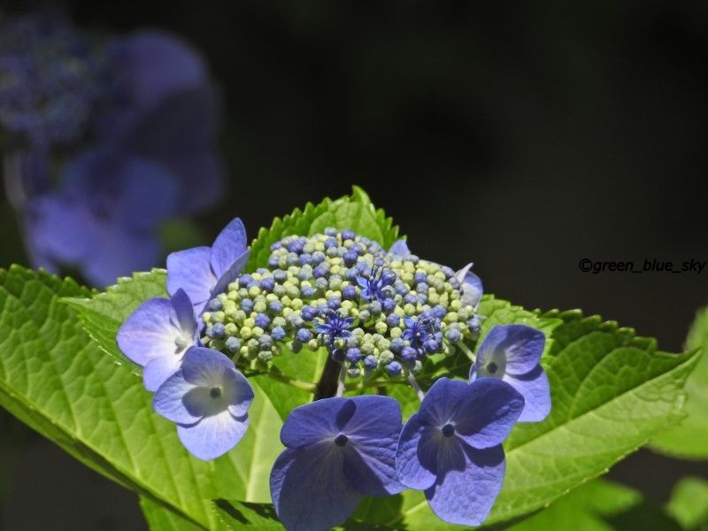 千葉公園のガクアジサイ