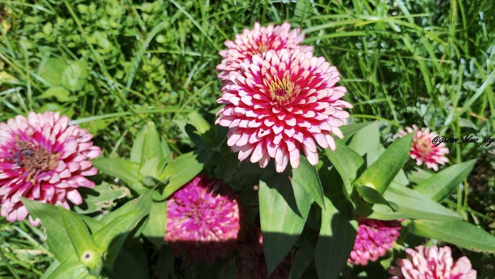 ヒャクニチソウ(ジニア)