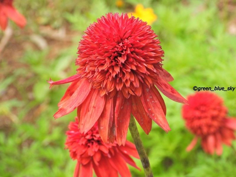 ムラサキバレンギク