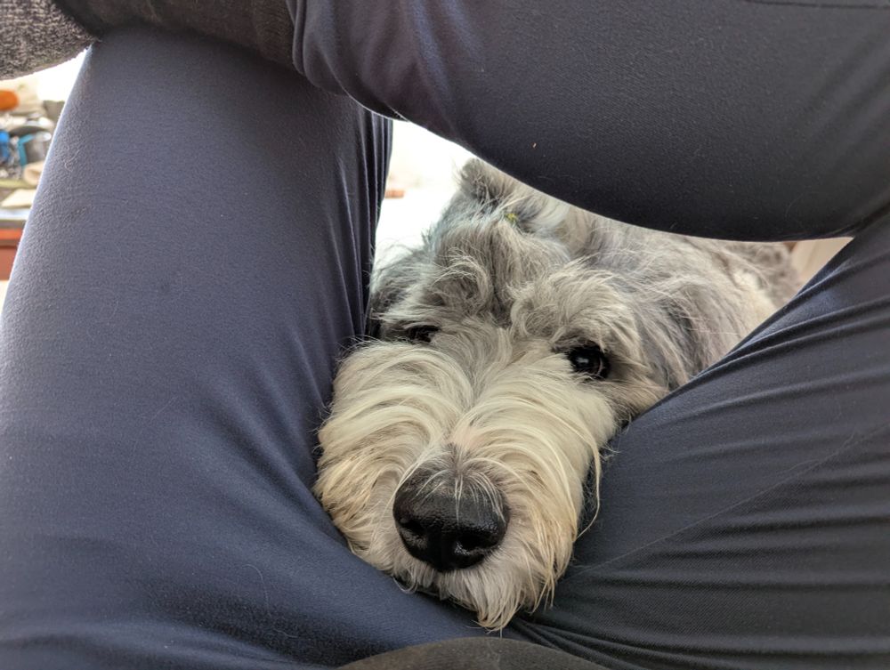 Old English sheep dog squeezing his head in-between crossed legs