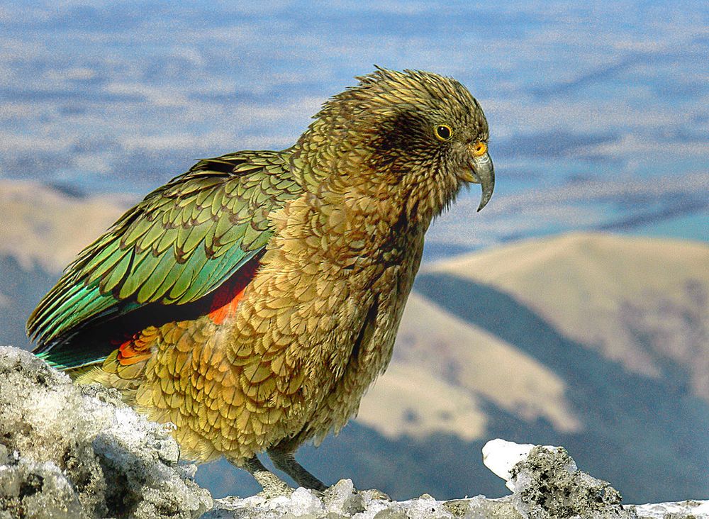 Kea, an alpine parrot with muted coloured plumage, on a mountain rock, with the background faded and blurred
