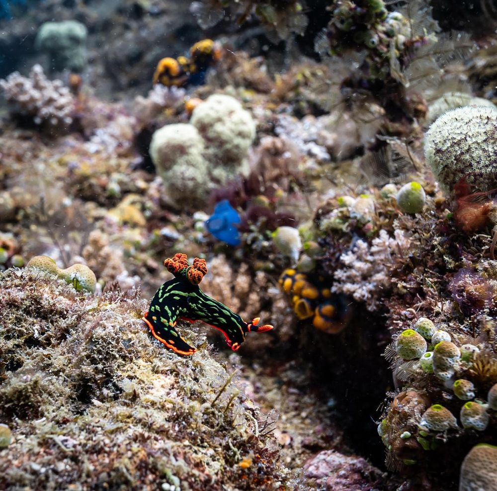 Nudibrach (Kubaryana’s Nembrotha?) on Coral, orange-trim with black and green body 