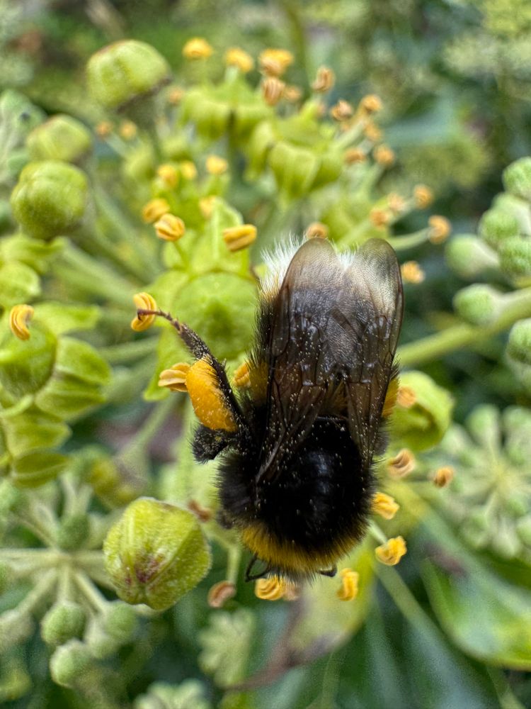 Worker buff-tailed bumblebee seen from above with wings folded back over yellow band on abdomen. The buff coloured tail is visible and one leg with prominent yellow pouch full of pollen collected from ivy flowers which it is feeding on. 
