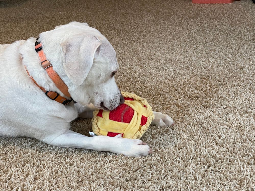 Rocket really likes pie, even fake pie.