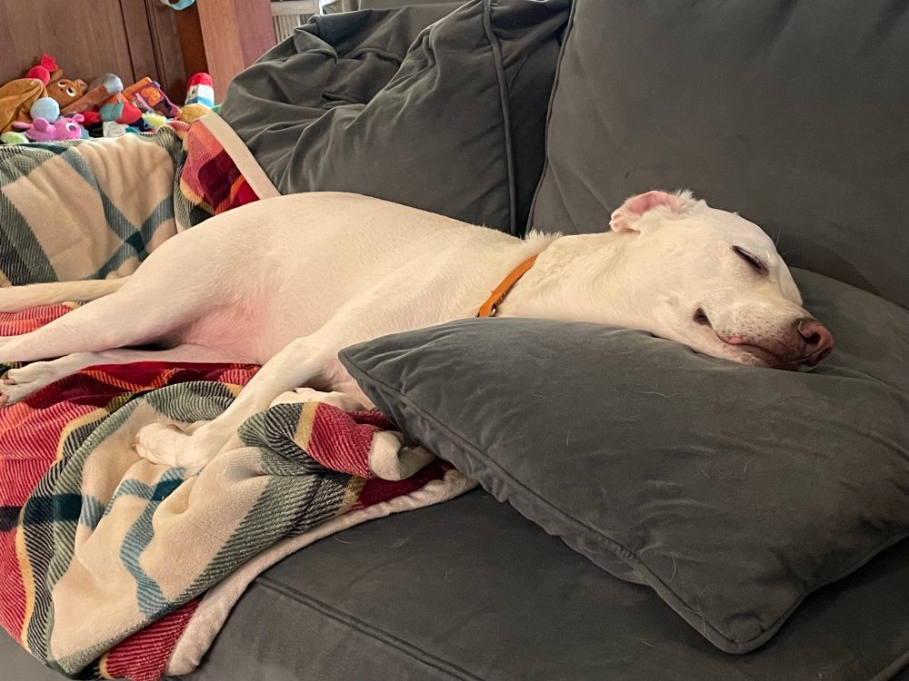 A very sleepy white dog all sleepy on a couch