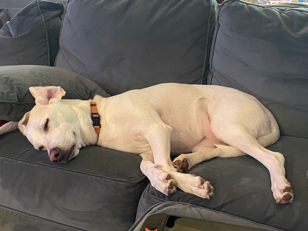 A very sleepy pup