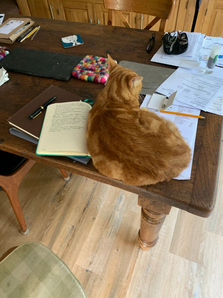 Ginger cat lying in right hand page of notebook