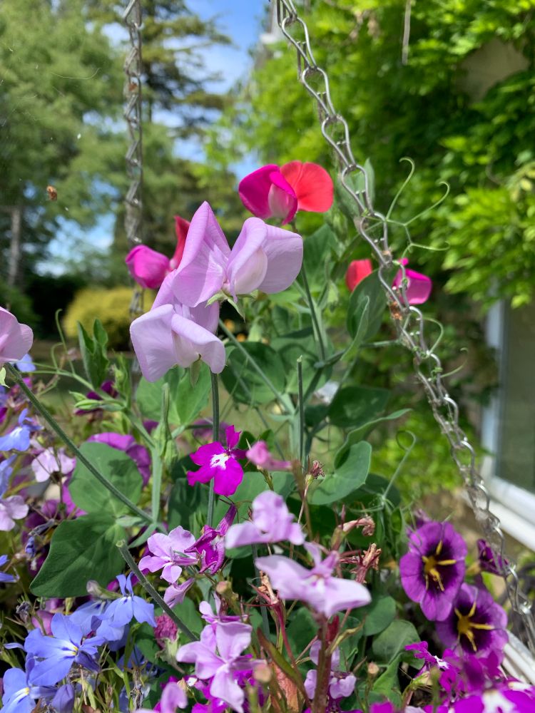 Pink and red sweet peas standing out above pink blue and purple lobelias with trees and blue sky in the background