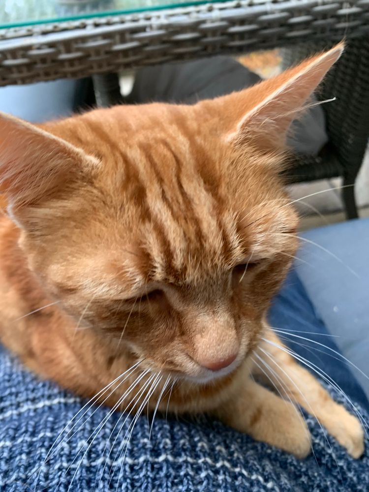 Ellie, ginger and stripy cat, smiles up from my lap