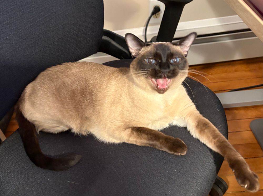 Cat on a chair