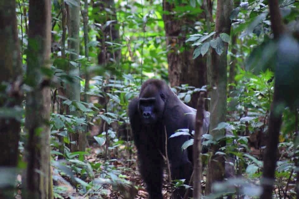 An adult male western lowland gorilla standing in a forest looking directly at the camera.
