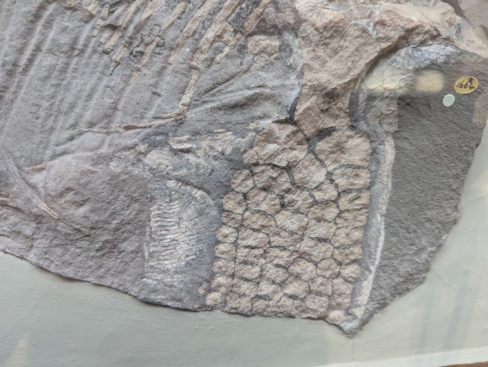 A close up picture of a partial icthyosaur fossil showing the bones of its flipper, along one edge of which there are white ridges in the sone which are the preserved cartilage. 