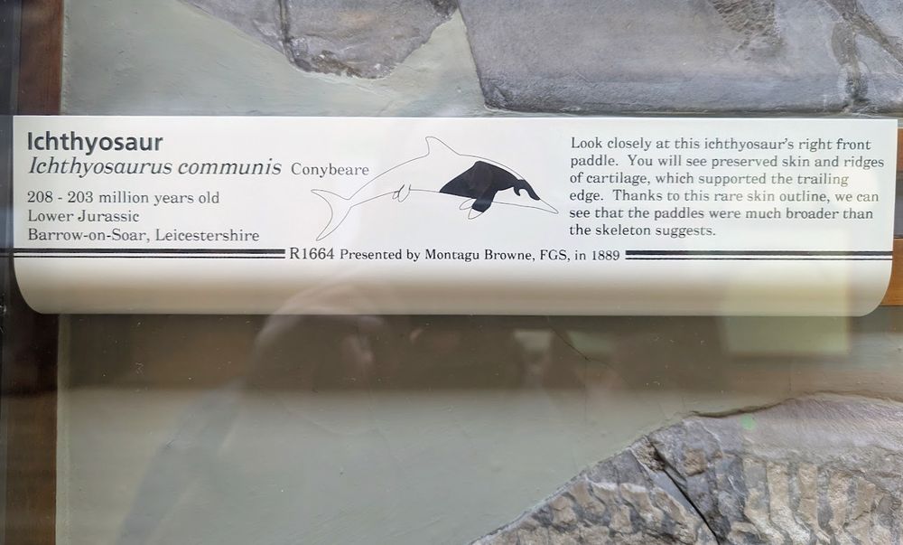 A picture of the label for the specimen, which reads: "Look closely at this ichthyosaur's right front paddle. You will see preserved skin and ridges of cartilage, which supported the trailing edge. Thanks to this rare skin outline, we can see that the paddles were much broader than the skelton suggests."    
