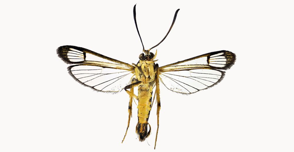 New species of tropical moth from Guyana discovered in Port Talbot living room