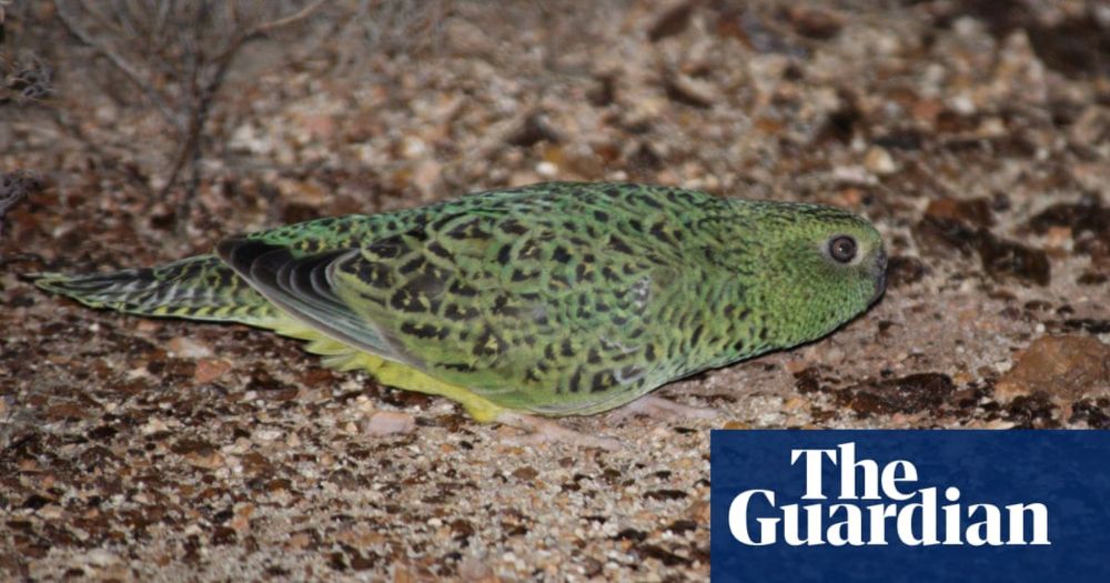 ‘Equivalent of Tasmanian tiger for bird watchers’ discovered in Western Australia desert