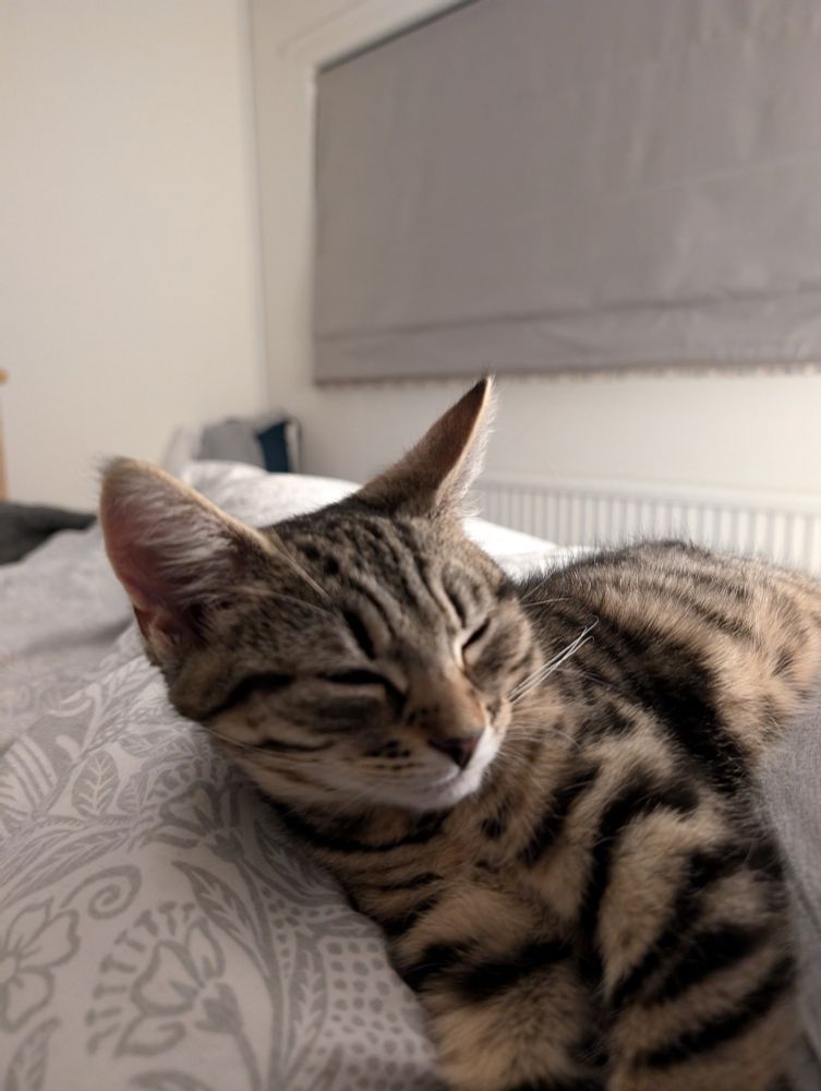 Tabby cat on bed
