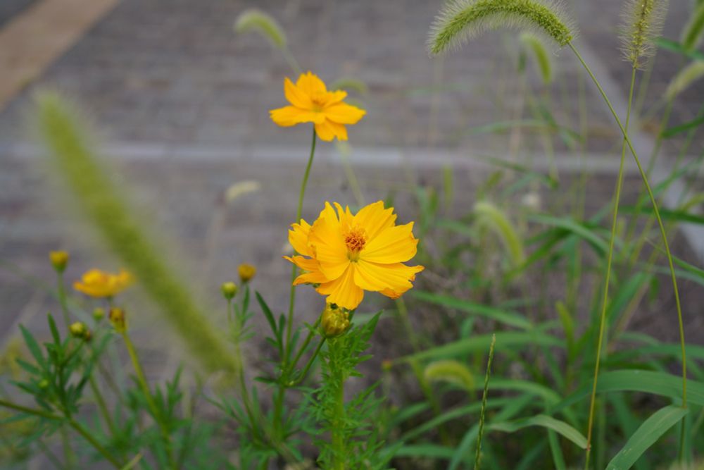 オオキンケイギク