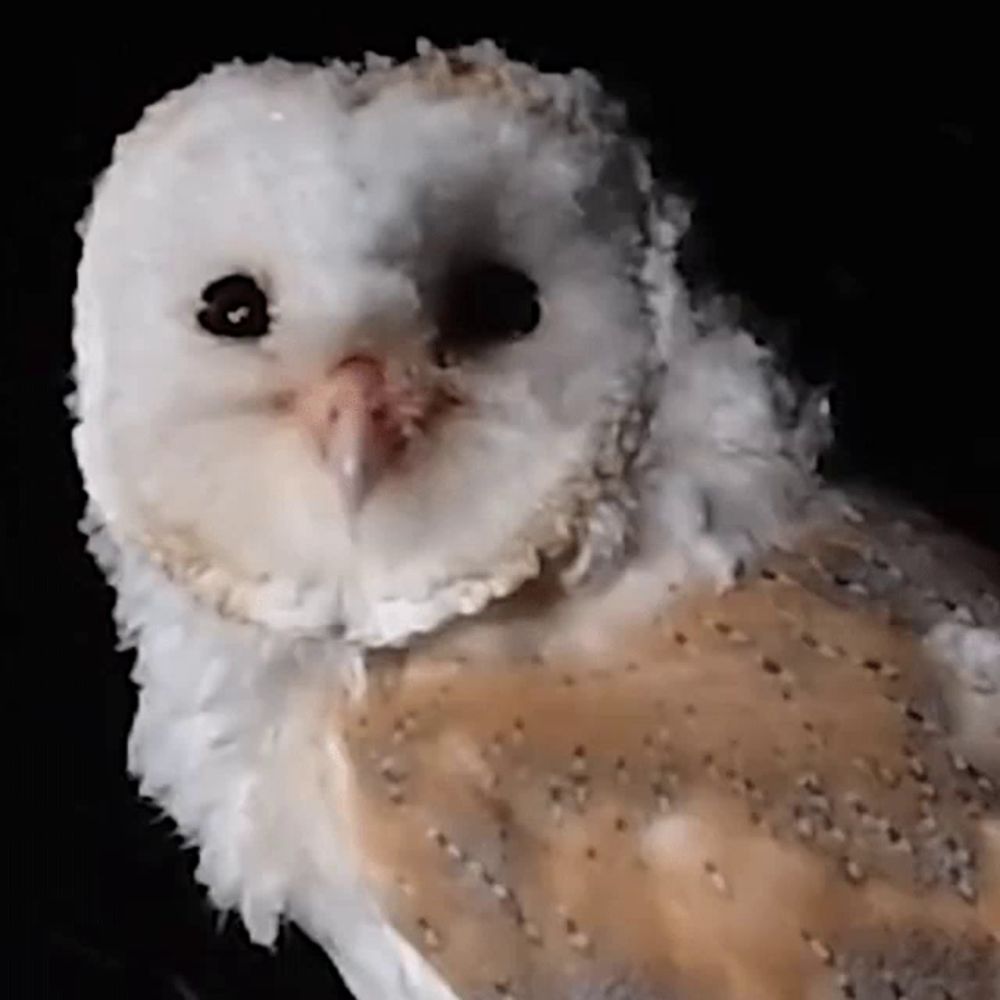 a close up of a white and brown owl with black eyes