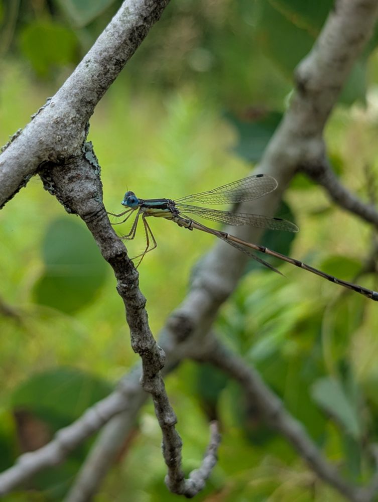 A blue yellow dragonfly resting on a branch, with huge blue eyes. Kinda looks like it's smiling!