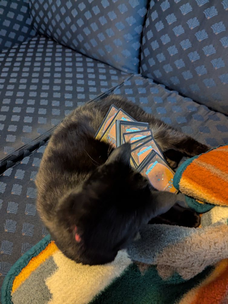 Cards on the same cat, she is looking at them confused