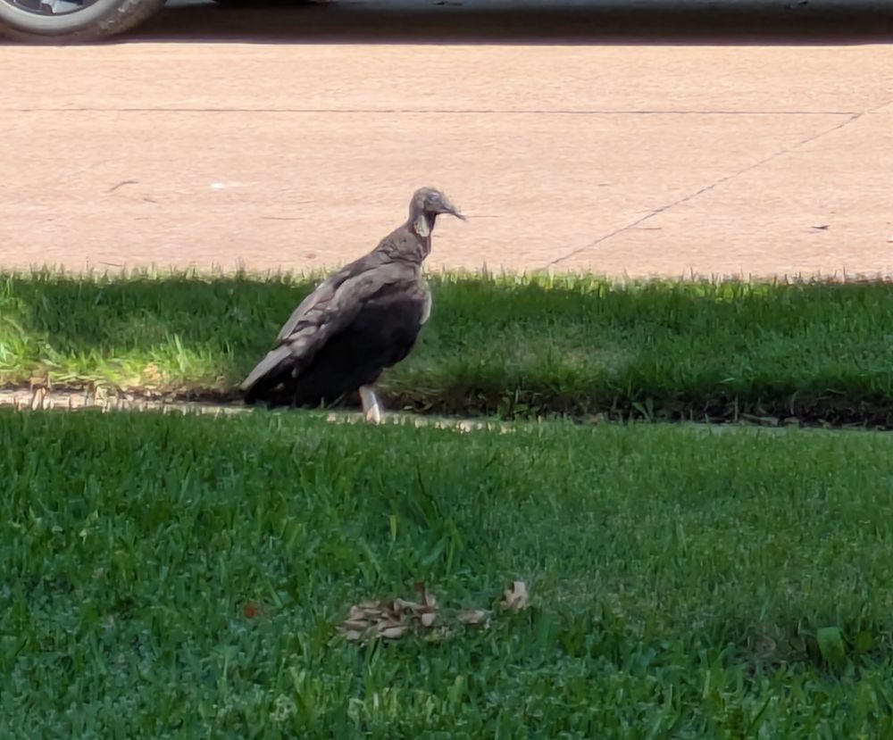 A black vulture standing on a sidewalk. The road is visible behind him. The sidewalk has green grass on either side 