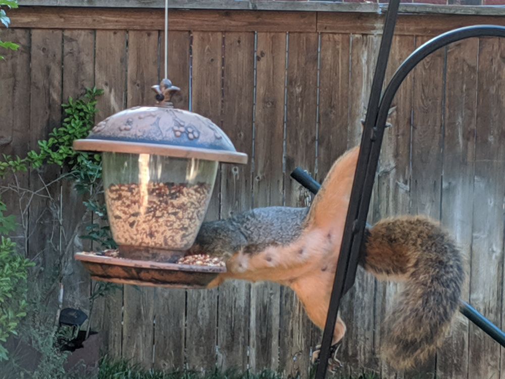 A squirrel holding on to a pole with back legs spread wide, reaching out to eat seed from a bird feeder