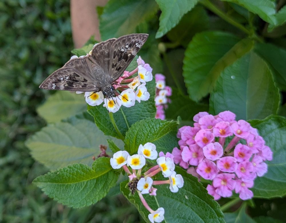 A brown butterfly with black markings and white dots sits on a white lantana flower. 