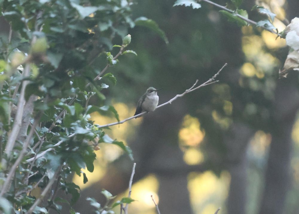 A ruby throated hummingbird sits on a bare twig of a Rose of Sharon shrub. 