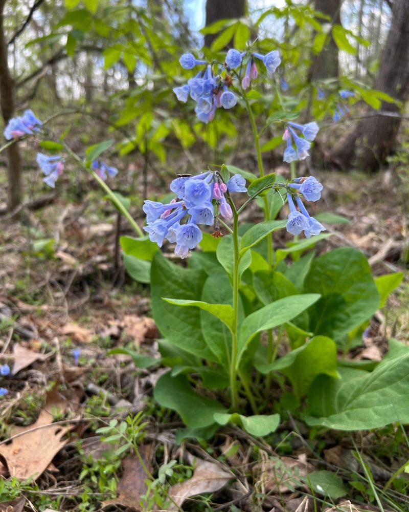 A photo of a leafy green plant with pale pink and blue bell-shaped flowers on a forest floor.