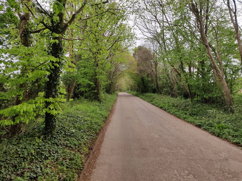 A straight, tree-lined single-track metaled road. The trees are newly in leaf, so are very bright green. The verge either side of the road is covered in ground ivy.