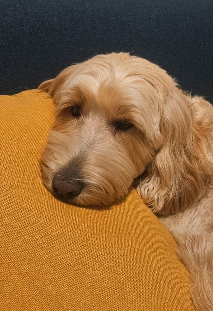 labradoodle the softest to ever do it resting on a yellow cushion with a blue backdrop