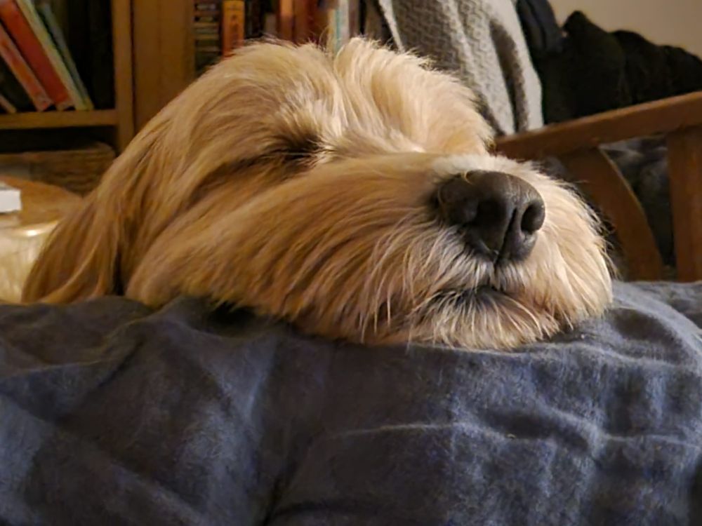 A gorgeous photo of my darling cute labradoodle resting her head on a blanket, in the deepest of sleeps. She is cuteness itself. She is soft and beautiful. 