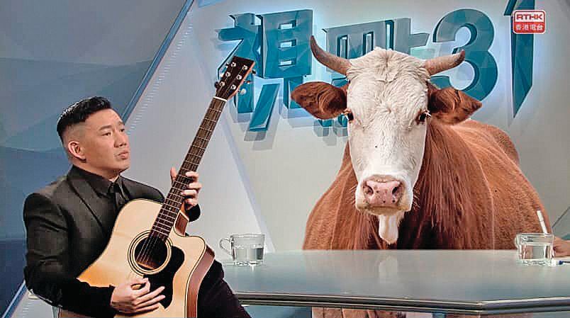 a man calmly playing a guitar on television to what appears to be an extremely impassive cow
